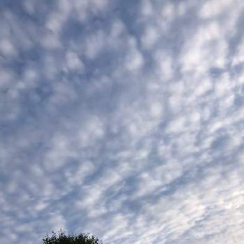 お散歩風景の画像 by 花花花さん | お出かけ先とお散歩風景とモコモコ♡と空模様と雲仲間とみどり大好きと空を見上げて