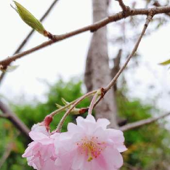 垂れ桜の画像 by ヨシさんさん | 小さな庭とお花を楽しむと垂れ桜と手作りの庭とお花のある暮らしと庭に咲く花達と花いろいろ