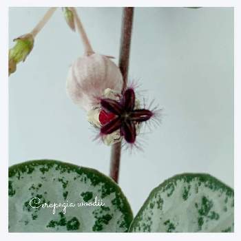 ハートの葉っぱ♡の画像 by oharuさん | ハートカズラと多肉植物とハートの葉っぱ♡とハートカズラ。と鶴型植物