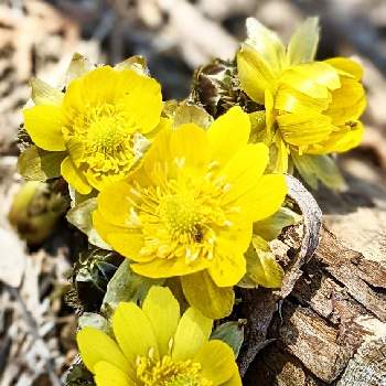 小さな春の画像 by 花音さん | 小さな庭と福寿草と小さな春と癒されると出逢いに感謝と我が家の庭と花のある暮らしとかわいいと北海道と小さな幸せと繋がりに感謝✨