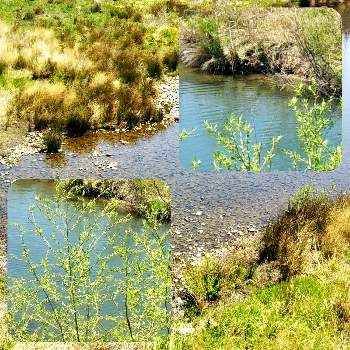 川のある風景の画像 by sumiko87さん | お出かけ先と植物のある暮らしと癒し♡と川のある風景と皆様に感謝