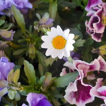 ひょっこりはんの画像 by マルナムさん | 可愛いノースポールと小花会とお花大好きとみどり大好きと世界に平和をとひょっこりはんと❤️いいね、ありがとうと花のある暮らし