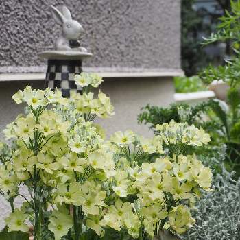 ウインティー ライムグリーンの画像 by ふゆさん | 小さな庭とウインティー ライムグリーンと半日陰の花壇