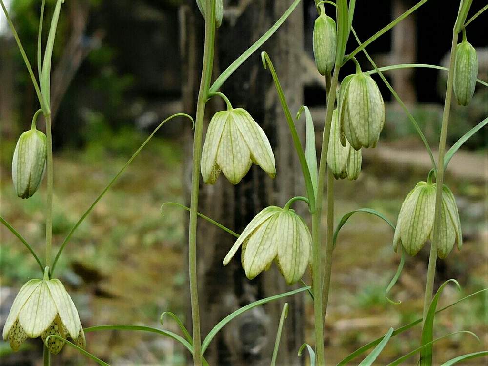 貝母の投稿画像 By Toto Kamaさん バイモとお出かけ先とバイモユリ アミガサユリとバイモユリ アミガサユリ 22月4月4日 Greensnap グリーンスナップ Greensnap グリーンスナップ