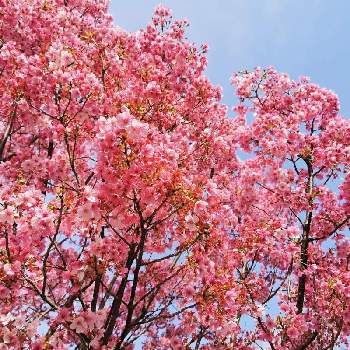 陽光桜の画像 by arriettyさん | お出かけ先と陽光桜とサクラと青空にピンク色