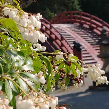 ドウダンツツジの花の画像 by hiroさん | ウクライナに平和をと白い花が好きと医療関係者に感謝とJuneの会と丹生都比売神社と春るんるん♡とコロナに負けるな‼️とドウダンツツジの花