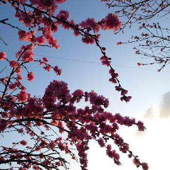 枝垂れ桃の画像 by 鳩子 hatokoさん | 広い庭と枝垂れ桃とハナモモと地植えと庭の花と田舎暮らしと花のある暮らし