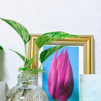一人暮らしの画像 by ⚜️ユリ⚜️さん | インテリアとポトス マーブルクイーンと一人暮らしとガラス瓶とインテリアと植物