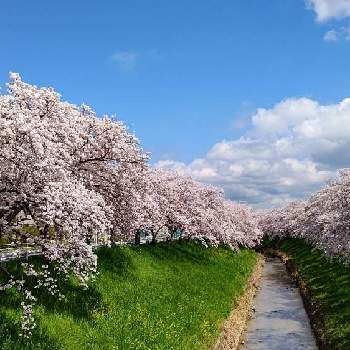 奈良市の画像 by レモングラスさん | お出かけ先とさくらと奈良市と雲仲間と桜フォトコン2022