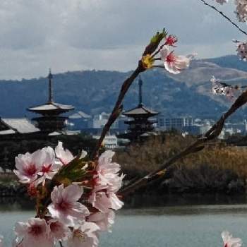 奈良市の画像 by レモングラスさん | お出かけ先とさくらと奈良市と雲仲間と桜フォトコン2022