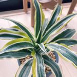 ドラセナ ワーネッキー サプライズの一覧 Greensnap グリーンスナップ ドラセナ ワーネッキー サプライズの一覧 Greensnap グリーンスナップ