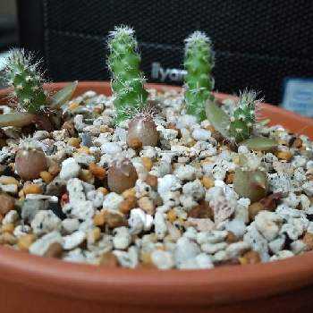 ウチワサボテンの投稿画像一覧 Greensnap グリーンスナップ