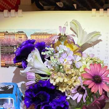 紫色マニアの画像 by のいまいさん | 玄関とラナンキュラスとプリムラマラコイデス　ウィンティーとローダンセマムとアリストロメリアとオステオスペルマムとフリル咲きパンジーと交通安全祈願と写真中毒と紫色マニアと戦争反対とコロナに負けるな‼️と医療従事者に感謝と植物万歳とピンク色の花とカレンダーの日とピンクの縁取りとGS皆様ありがとうと青い花マニアと白い花と(祝)青い花マニア30000pic