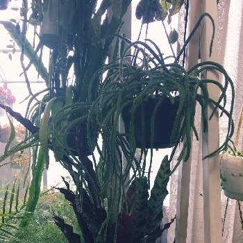  リプサリスの画像 by mesuko さん | リプサリス ピロカルパと リプサリスとわたしの家の観葉植物と観葉植物とハンギング