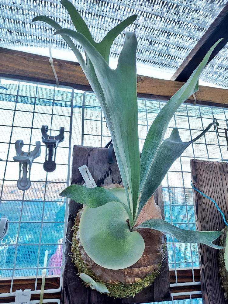 P. bifurcatum 'Majus'成長記録｜🍀GreenSnap（グリーンスナップ）