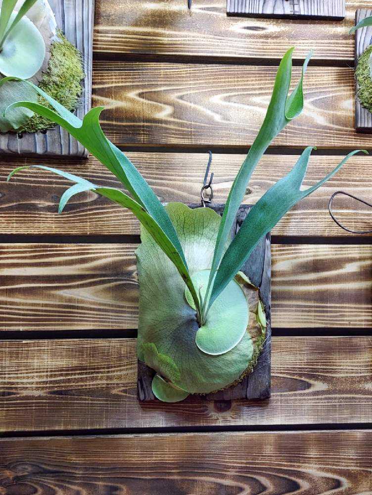 人気の春夏 P. bifurcatum 'Majus'成長記録｜🍀GreenSnap（グリーンスナップ） ビカクシダ