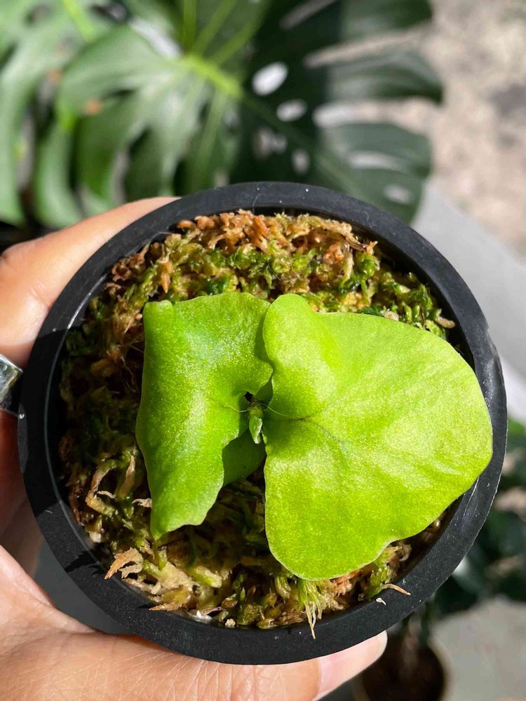 ビカクシダ リドレイ 胞子培養の記録(2021/7〜)｜?GreenSnap 
