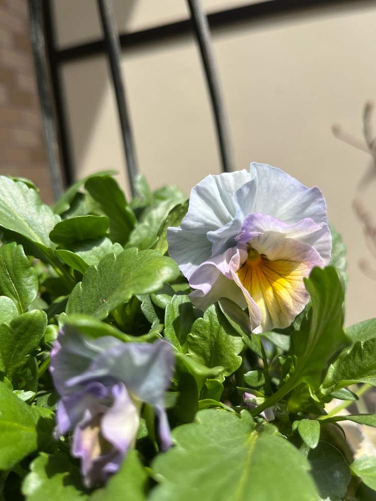 22年のパンジー ビオラ Greensnap グリーンスナップ