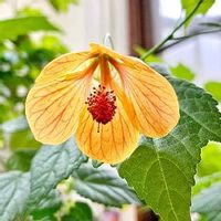 アブチロンの育て方 植え付けや植え替えの時期は Greensnap グリーンスナップ アブチロンの育て方 植え付けや植え替えの時期は Greensnap グリーンスナップ