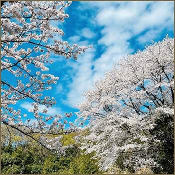 バラ科サクラ属の画像 by ✴︎Ｃｈｉｅ✴︎さん | ヤマザクラと山桜…と山野草と満開と4月と桜フォトコン2022と春の訪れと美しいと原種の美と在来種と白い花と植物を愛でると薬用植物と落葉広葉高木とバラ科サクラ属と青空と我が家の花達とスプリングエフェメラルと美しい樹木と世界平和と全てに祈りを♪