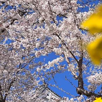 カラシナの画像 by ドラチャンことAkitoshi Imaiさん | ソメイヨシノとカラシナとナノハナと今日を今を生きることと2019同期と⚔️心を燃やせと小さな花で幸せをとワクワクの花たちとは〜るよ来いは〜やく恋❣️と祈❗️世界平和と最愛の友へ届けと花言葉に心をのせてとさくら 桜 サクラと皆んな幸福にと幸せの黄色いお花といつも心に太陽をと桜(さくら)リレーとピンクワールドへ ようこそと❤️桜リレー♬とenjoy ＆ smile happy⤴︎と明日はきっと良い日になるとファンタスティックブルーと毎日thank you❤️