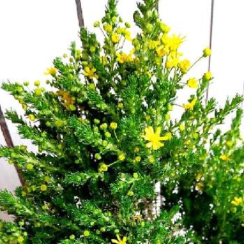 ゴールデンクラッカーの画像 by うまこさん | 小さな庭とゴールデンクラッカーときれいとにわとはるが来た！と黄色の花と鉢植えと可愛いと花のある暮らしとかわいい