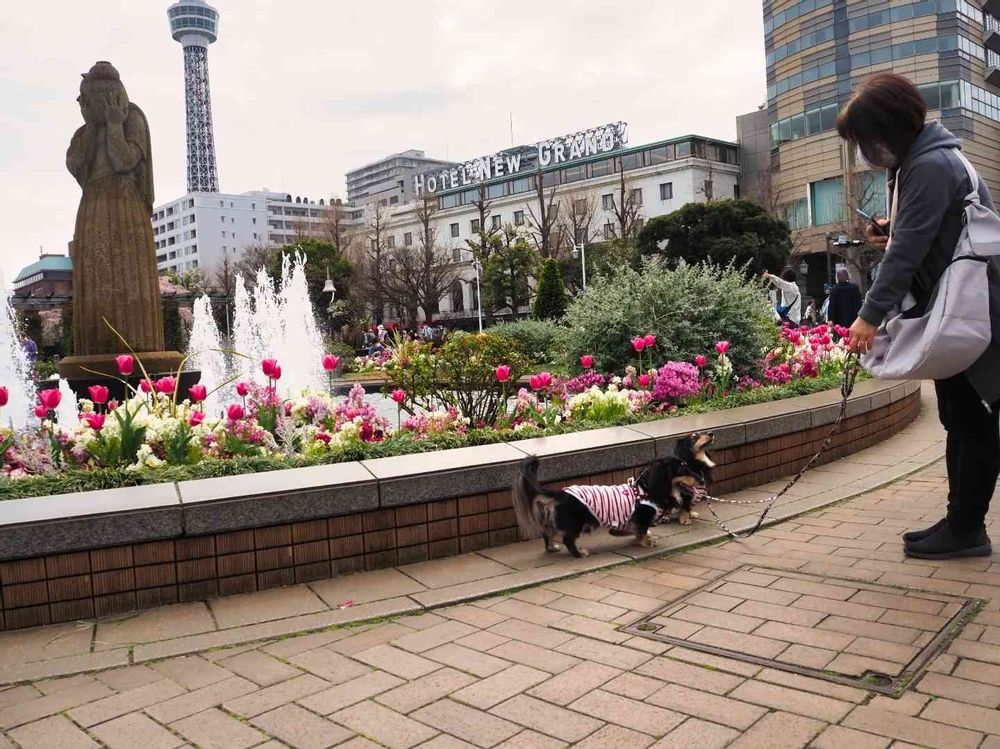 みやちゃんさんの山下公園への投稿