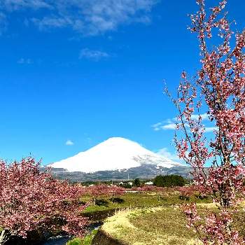 平和の象徴花の投稿画像一覧 Greensnap グリーンスナップ