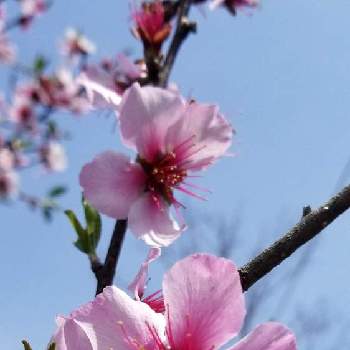 アーモンドの画像 by kawa-naさん | お出かけ先とアーモンドとピンクの花と休日と青い空と大船フラワーセンター