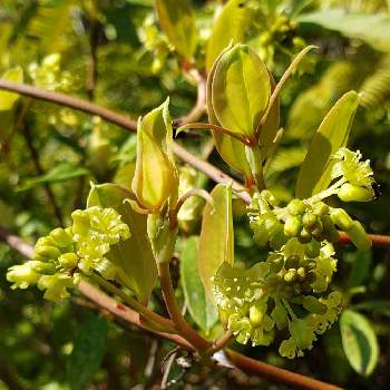 サルトリイバラの花 の投稿画像一覧 Greensnap グリーンスナップ