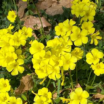 かたばみの画像 by SUNさん | お出かけ先とかたばみと黄色い花と今日のお花