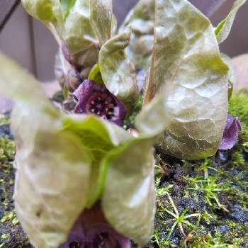 ウスバサイシンの花の投稿画像一覧 Greensnap グリーンスナップ