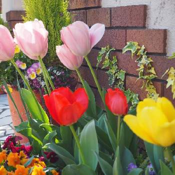 可愛らしい♪の画像 by サクラコ❀︎*さん | 小さな庭と癒されます♡と熊本からと綺麗だね～♡とお花は人を元気にすると素敵な１日を✧︎*。とお庭の花たちと可愛らしい♪と庭の花たち**と綺麗♪といいね♡ありがとう