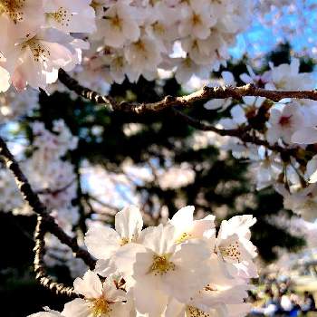 鴨川の画像 by けいちゃんさん | お出かけ先と鴨川と桜 ソメイヨシノと樹木と4月とお花見と平和を願う☆と桜の花♡と満開の桜