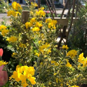 コロニラ バレンティナ バリエガーターの画像 by kurara＊さん | 小さな庭とコロニラ バレンティナ バリエガーターと黄色の花と多年草と春のお花と班入りと地植えと花壇とガーデニングと花のある暮らしと常緑と小さな庭♡