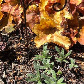 新たな門出の投稿画像一覧 Greensnap グリーンスナップ