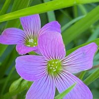 オキザリス,カタバミ,ムラサキカタバミ,山野草,カタバミ科の画像