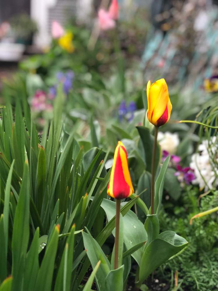 花屋さんの 球根つかみどりチューリップ が咲いた Greensnap グリーンスナップ