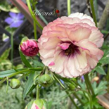 ラナンキュラスラックス・アイオリアの画像 by キララさん | 小さな庭とラナンキュラスラックス・アイオリアと咲き乱れと2年目とお花に癒されてとラナンキュラス・ラックスと素敵な色と八重咲きと今年も咲いたと花のある暮らしと花姿が魅力的とアンティークな色とラナンキュラスラックス地植え