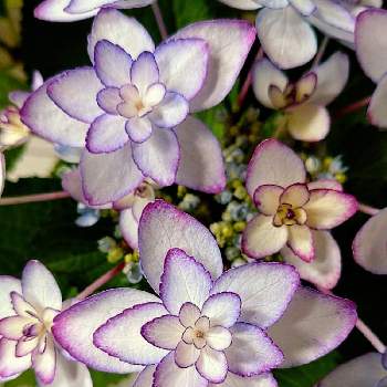 exexの画像 by たのこさん | テラスとアジサイと紫陽花と紫陽花 ひなまつりとウクライナに平和をと花と緑のある暮らしとガクアジサイ✨とあじさい大好きと紫陽花 アジサイ あじさいと美しいと花のある暮らしとお花は癒しとありがとう♡とむらさきの花とexex