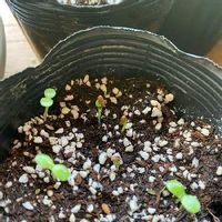 アスターの育て方 種まき時期や発芽の適温とは Greensnap グリーンスナップ アスターの育て方 種まき時期や発芽の適温とは Greensnap グリーンスナップ