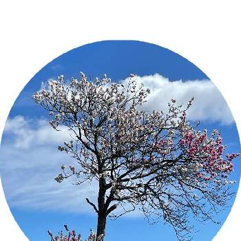 春色～の画像 by あやりんさん | 春ですね♡と可愛いお花♡と可愛いピンクと嬉しい♡と綺麗♡とみぃつけた♡と春色～と可愛い♡