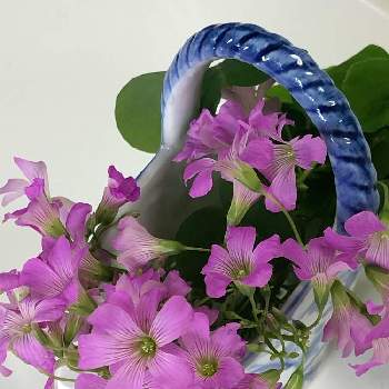 ムラサキカタバミ♡の画像 by ナナちゃんさん | カタバミと今日の花と花のある暮らしとムラサキカタバミ♡
