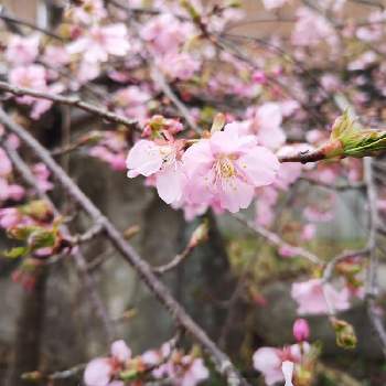 河津桜の画像 by くろさん | 小さな庭と河津桜
