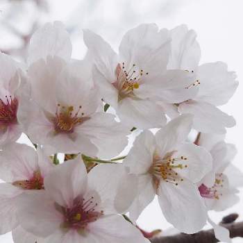 3月の画像 by しろさん | さくら サクラ 桜と春のお花と写真と花の撮影と3月と桜フォトコン2022とピンクと脱お蔵入りと白い花と今日のお花と桜 ソメイヨシノ
