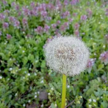 たんぽぽの綿帽子の投稿画像一覧 Greensnap グリーンスナップ