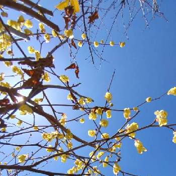 日向みずきの投稿画像一覧 Greensnap グリーンスナップ