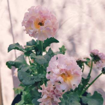 ローブドゥアントワネット♡の画像 by とぅとぅさん | 小さな庭とパンジー ローブドゥアントワネットとありがとう♡と独立とGSに感謝。とピンクと寄植え解散！とローブドゥアントワネット♡