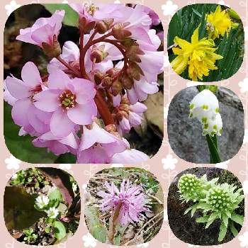 山茶花の画像 by miikoさん | 小さな庭とヒマラヤユキノシタと山茶花とコハコベとショウジョウバカマとアズマイチゲとスノーフレークとふきのとう