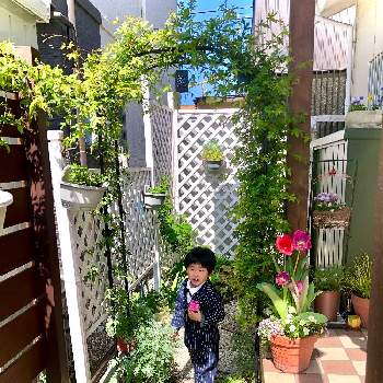 息子君♡の画像 by hinamama ♡さん | 小さな庭と息子君♡とシェード小道とモッコウバラアーチと入園